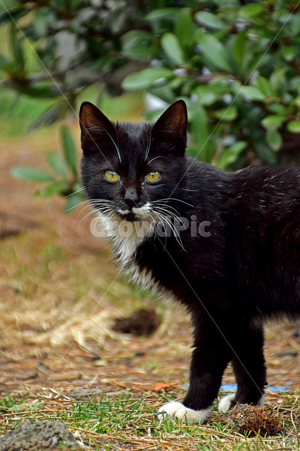 고양이,길고양이,아이컨택,감성,턱시도,동물,animal,포유류,mammal,고양이,cat,kitten,kitty