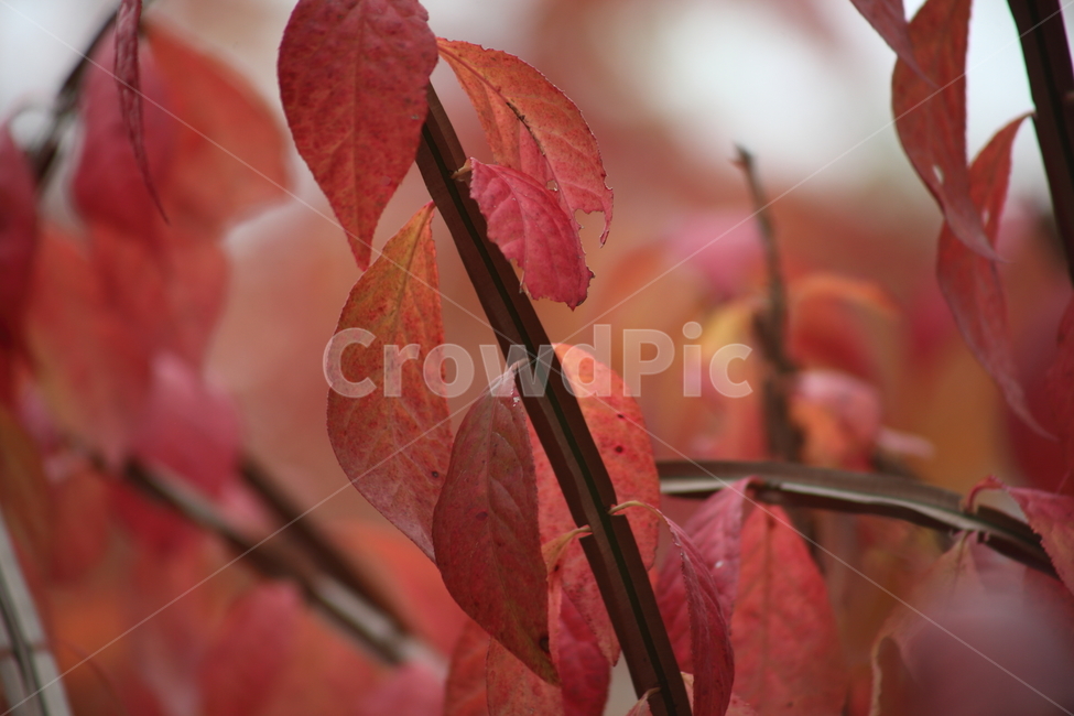 화살나무,단풍,잎,가을,redleaves,가을,계절,fall,autumn,season,식물,자연,plants,nature,veins,정맥