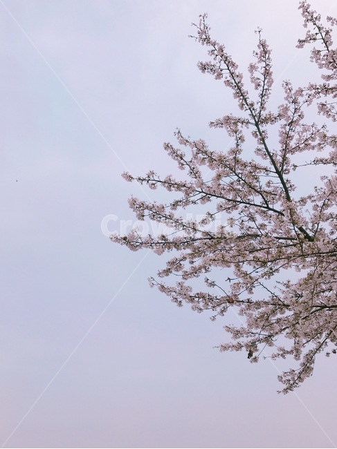 벚꽃,하늘,cherryblossom,blossom,봄,꽃,봄,계절,spring,season,plant,식물