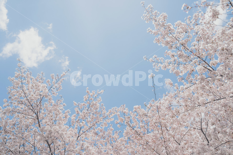 cherryblossom,벚꽃,봄,봄꽃,blossom,plant,식물
