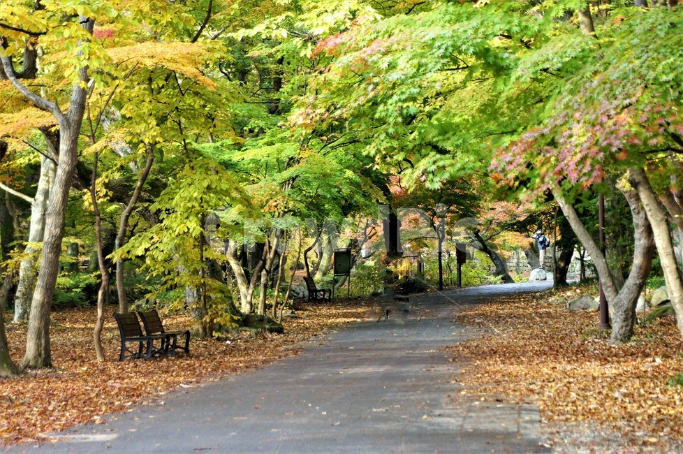 가을,단풍,낙엽,자연,나무,풍경,울긋불긋,계절,아름다움,식물,숲속,fall,trees,nature,autumn,season,단풍잎,단풍나무,자연풍경,은행나무,벤치,감성,길,가을,계절,fall,autumn,season,자연,풍경,nature,landscape,outdoors,옥외,tree,plant,garden,정원