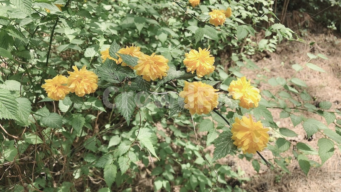 꽃,봄꽃,flower,봄,노랑,옐로우,푸른,초록,그리너리,식물,자연,plants,nature,꽃,flower