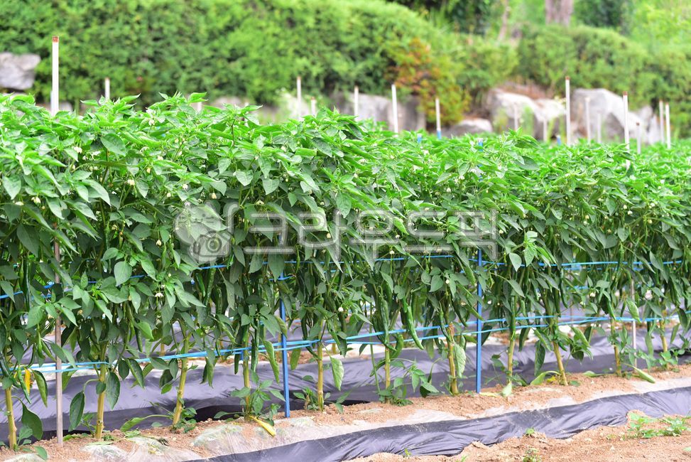 고추,고추밭,고추농사,풋고추,고추잎,고추줄기,밭농사,농사,녹색,그린,싱싱한,유기농,유기농고추,농촌,식재료,음식재료,farming,pepper,green