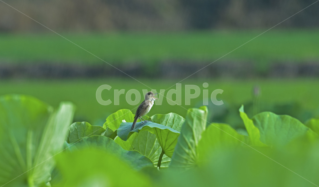 성호저수지,이천,개개비,연꽃,greatreedwarbler,휘바람새과,이천성호저수지,텃새,동물,animal,조류,새,birds