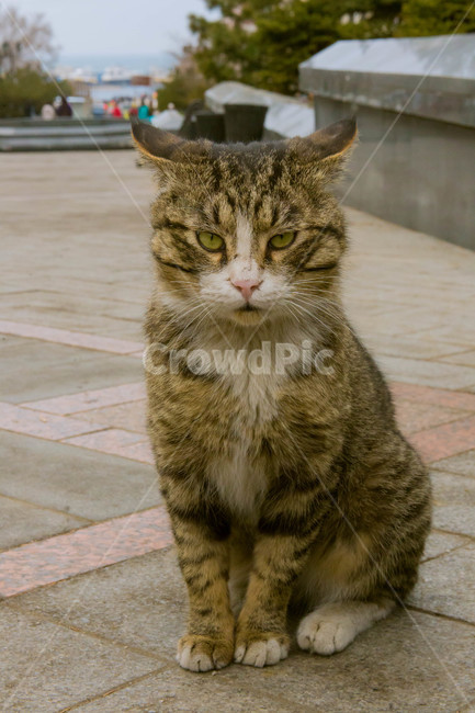 길고양이,길거리,동물,고양이,앉기,동물,animal,포유류,mammal,고양이,cat,kitten,kitty