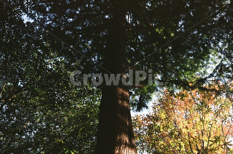 나무,가을,공원,초록,노랑,필름,필름카메라,필카,가을,계절,fall,autumn,season,식물,자연,plants,nature,나무,trees,wood,tree,plant,tree trunk,나무 줄기