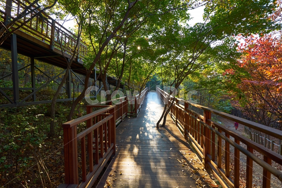 가을,단풍,등산로,서울둘레길,둘레길,망우산,중랑둘레길,등산,산보,자연,나무,나무데크,힐링,걷기,가을,계절,fall,autumn,season,자연,풍경,nature,landscape,handrail,난간,banister,boardwalk,산책로,building,건물,bridge,다리,railing