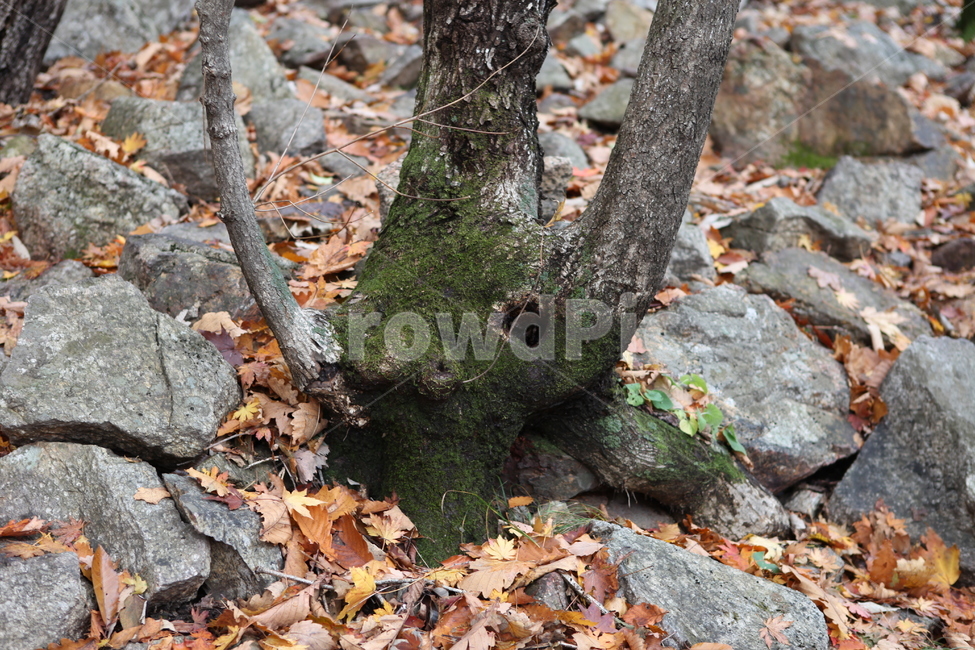 나무,이끼,돌,낙엽,가을,가을,계절,fall,autumn,season,식물,자연,plants,nature,나무,trees,wood,tree,plant,tree trunk,나무 줄기