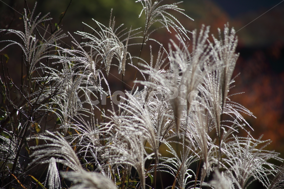 억새,꽃,식물,가을,flamegrass,식물,자연,plants,nature