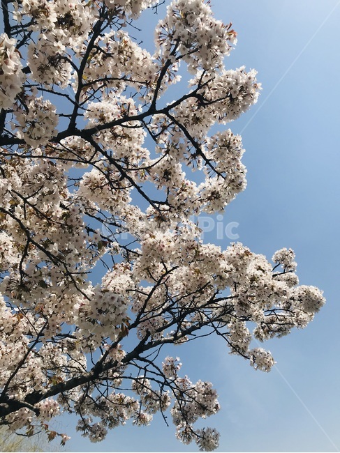 꽃,blossom,flower,벚꽃,봄꽃,cherryblossom