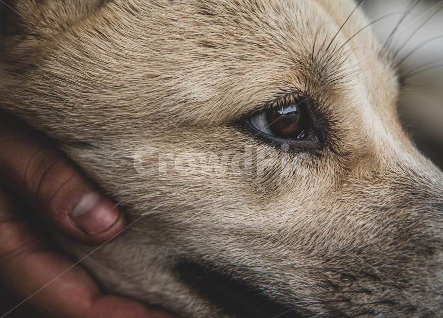 개,애완동물,강아지,dog,pet,동물,animal,포유류,mammal,개,강아지,dog,doggy