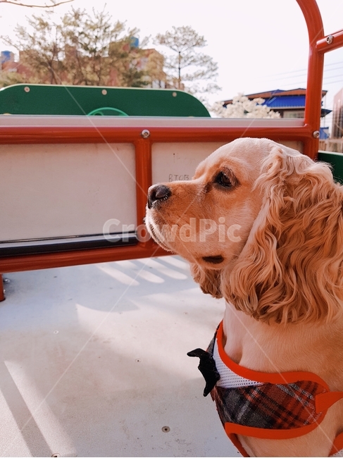 강아지,개,dog,코카스파니엘,cockerspaniel,아메리칸코카스파니엘,잉글리쉬코카스파니엘,댕댕이,반려견,반려동물,수컷,산책,놀이터,동물,animal,포유류,mammal,개,강아지,dog,doggy