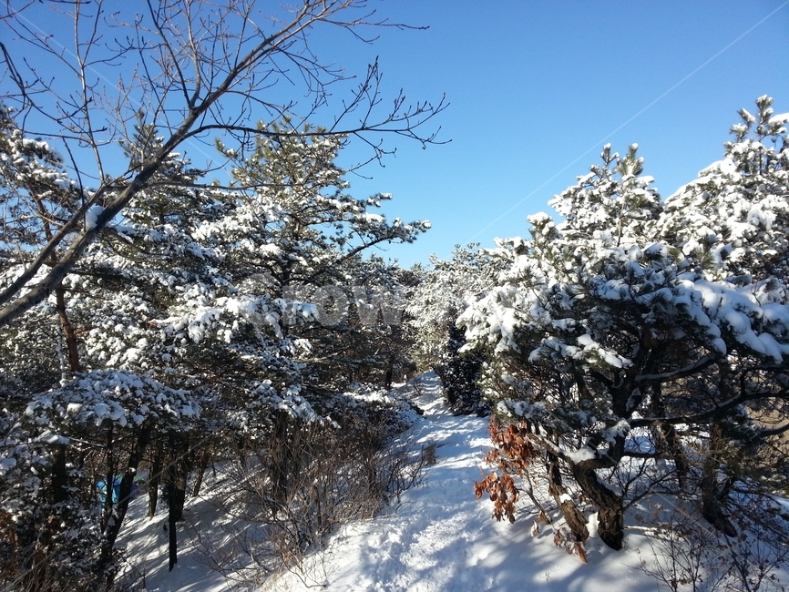 설경,눈꽃,눈,겨울산,겨울나무,등산로,나무,식물,겨울,계절,winter,season,자연,풍경,nature,landscape