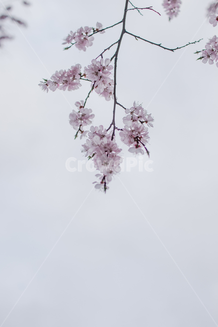 plant,식물,flower,벚꽃,꽃,봄,계절,spring,season