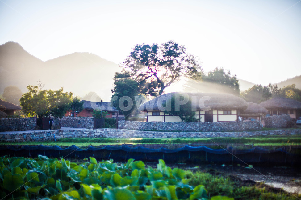 초가집,일출,빛내림,아침,한옥,전통,외암리,시골,마을,풍경,landscape,country,rural,town,한국전통,한국문화,korean traditional,korean culture