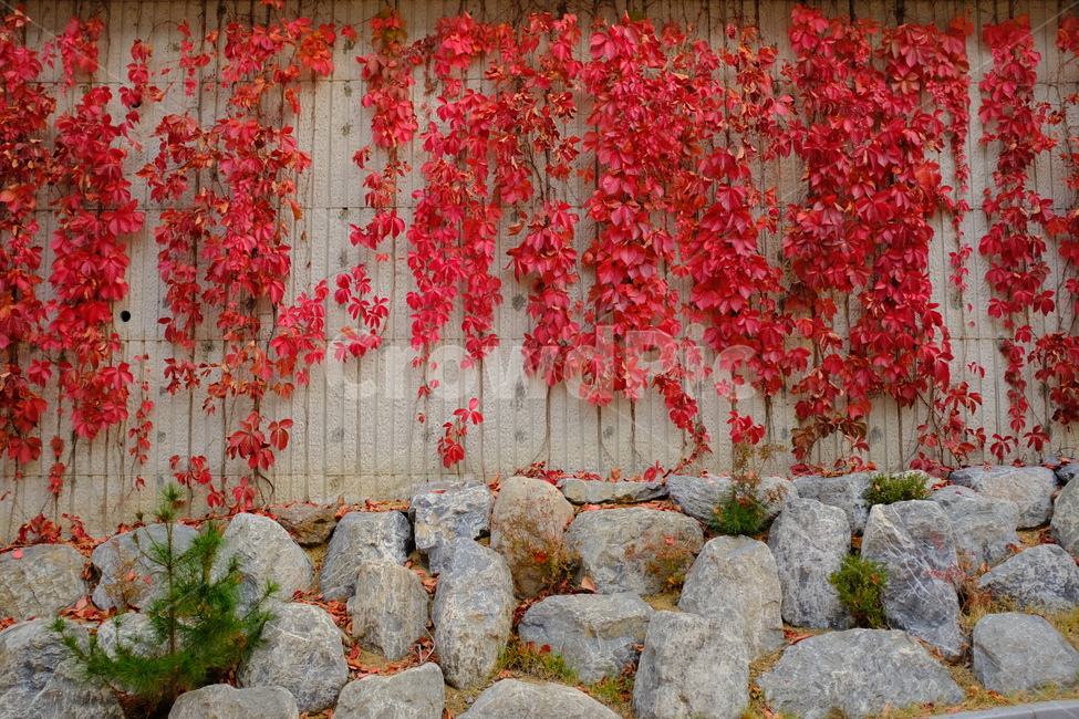 wall,벽,plant,식물,가을,빨강,단풍,빨간단풍