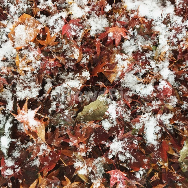 가을,겨울,낙엽,눈,첫눈,겨울,계절,winter,season