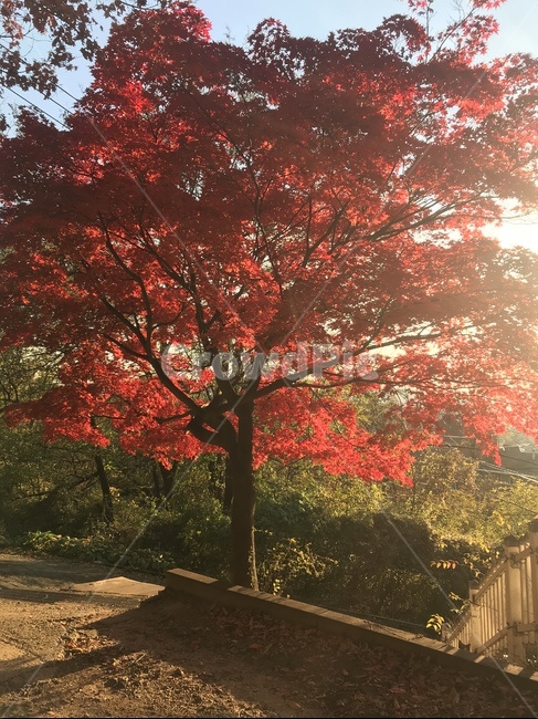 가을,단풍,빨강,자연,단풍나무