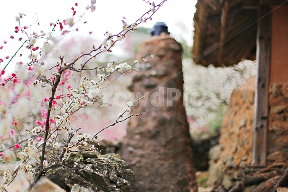 하동,매화마을,매화축제,매화꽃,매화,꽃,flower,hadong,봄,계절,spring,season,식물,자연,plants,nature,꽃,flower,plant