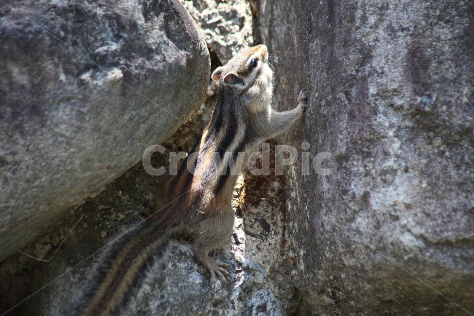 다람쥐,줄무늬다람쥐,동물,squirrel,chipmunk,한국다람쥐,Siberianchipmunk