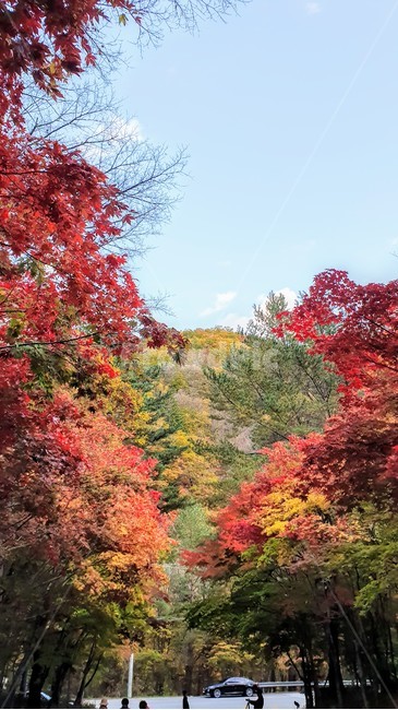 가을,단풍,산,나무,잎,배경,하늘,가을,계절,fall,autumn,season,maple,tree,plant,식물,leaf