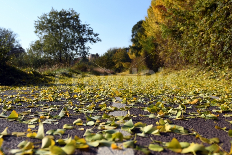 풍경,가을,단풍,낙엽,노란은행잎,은행잎,초겨울,스산,가을,계절,fall,autumn,season,자연,풍경,nature,landscape,plant,식물
