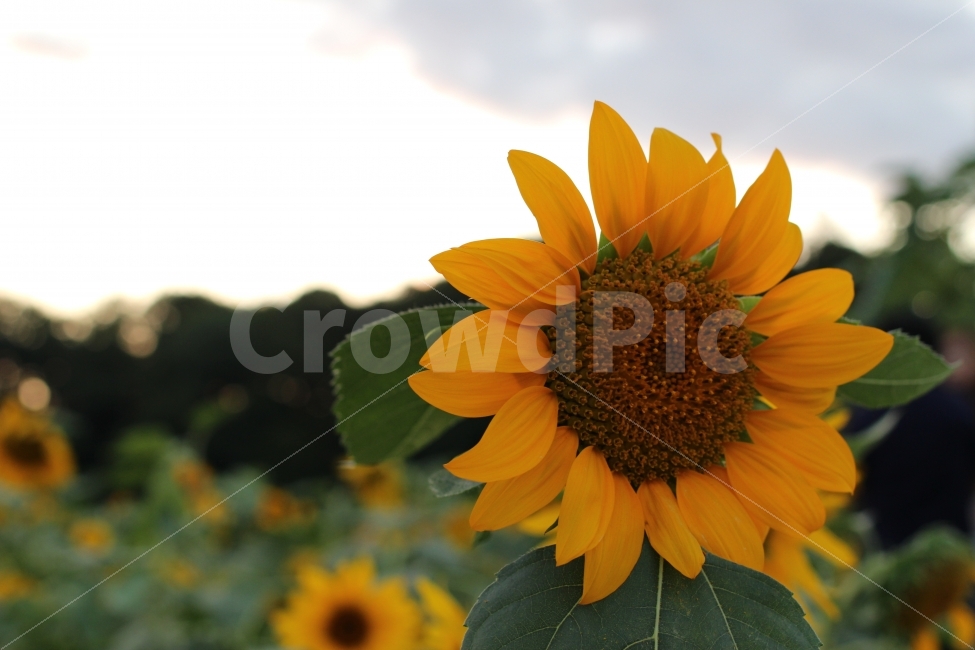 광교호수공원,해바라기,꽃,근접사진,자연,여름,계절,summer,season,식물,자연,plants,nature,꽃,flower,plant,blossom