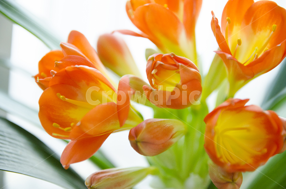 plant,식물,blossom,flower,꽃,kaffirlily,군자란,난,주황색,뷰티풀,아름다움,향기로움,식물,자연,plants,nature,꽃,flower