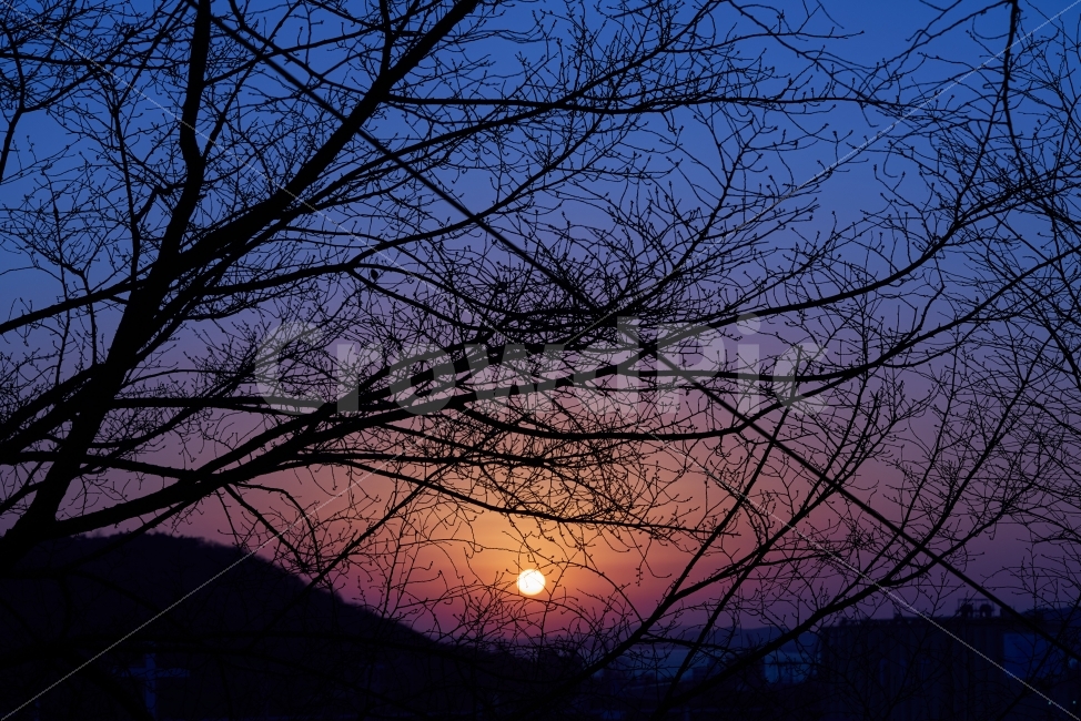 노을,석양,해질녘,골든아워,나뭇가지,프랙탈,자연,풍경,nature,landscape,outdoors,옥외,sky,하늘,dusk,황혼,sunset,일몰,red sky,붉은 하늘,dawn,새벽