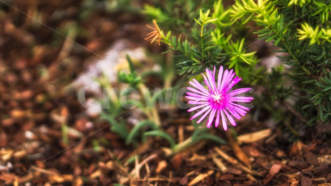 꽃,자연,접사,flower,풀잎,풀,꽃잎,식물,자연,plants,nature,꽃,flower