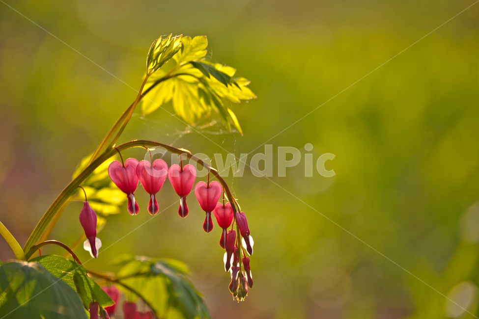 봄,뽐꽃,꽃,계절,식물,감성,자연,야생화,들꽃,식물,자연,plants,nature,꽃,flower