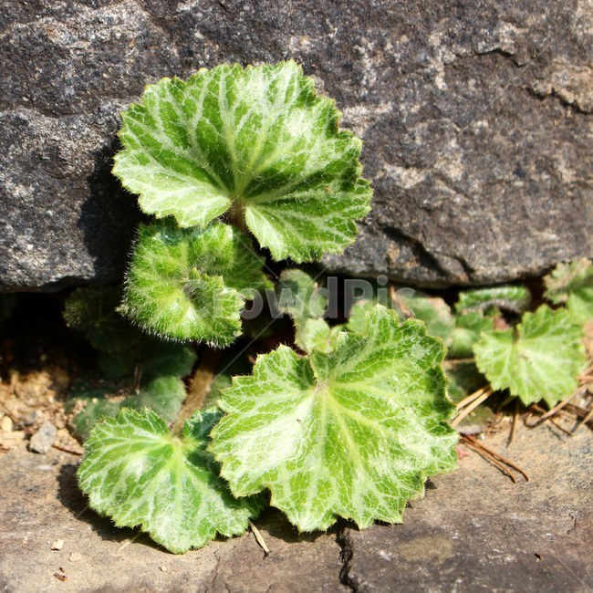 식물,햇살,햇빛,자연,봄,푸릇푸릇,식물,자연,plants,nature