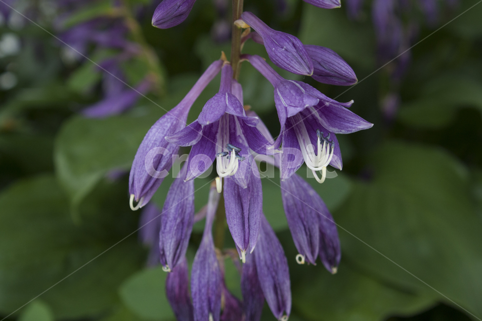 비비추,꽃잎,자연,plant,식물,flower,blossom,꽃,식물,자연,plants,nature,꽃,flower