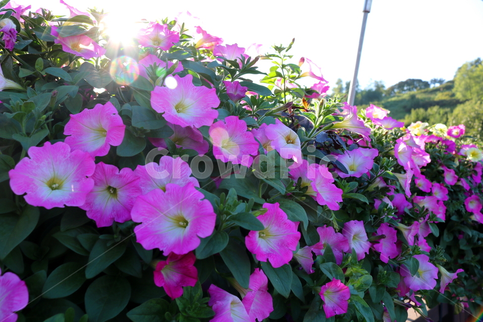 꽃,페튜니아,페튜니아꽃,식물,자연,페츄니아,분홍꽃,식물,자연,plants,nature,꽃,flower