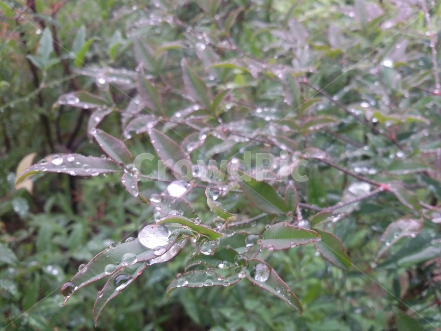 자연,nature,작은물방울,식물,leaf,잎,식물,자연,plants,nature