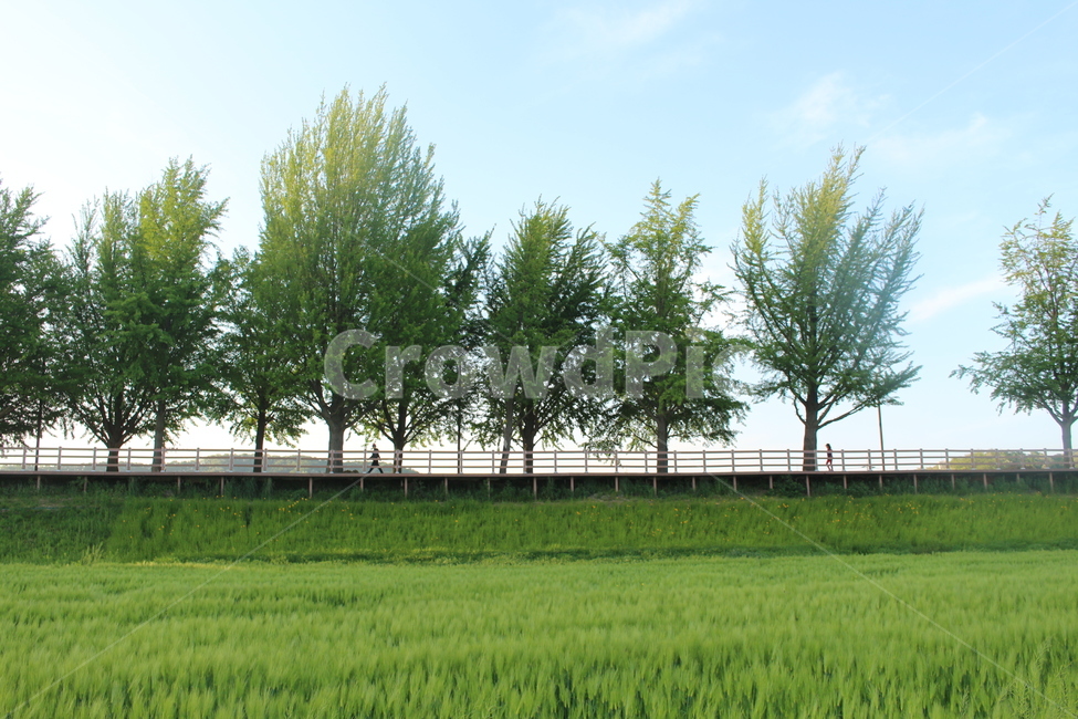 나무,tree,산책길,자연,outdoors,grassland,field,자연,풍경,nature,landscape