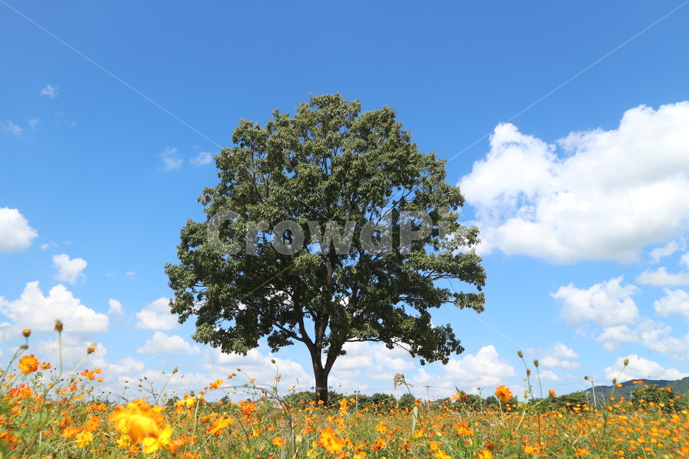 황화코스모스,가을풍경,나무한그루,코스모스,가을하늘,하늘,꽃,autumnscenery,flowergarden,flower,cosmos,tree