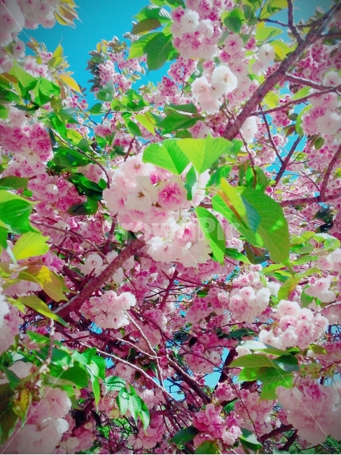 봄,벚꽃,왕벚꽃,힐링,감성,꽃항기,봄,계절,spring,season,식물,자연,plants,nature,꽃,flower,plant,blossom,cherry blossom