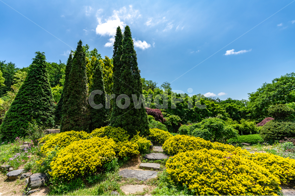 맑음,하늘,나무,푸르름,공원,숲,sky,tree,park,foreset,자연,풍경,nature,landscape,plant,식물,fir,전나무