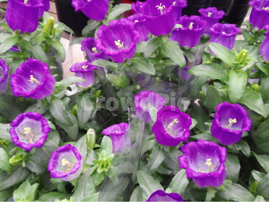 보라색,나팔꽃,원예,식물,관상식물,화초,식물,자연,plants,nature,꽃,flower