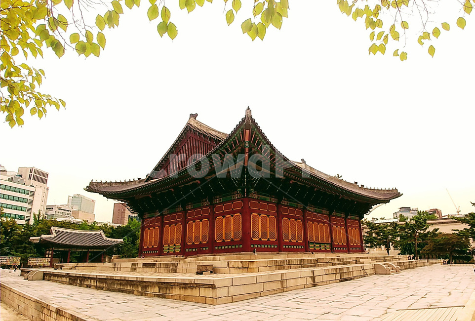 덕수궁,기와,고궁,궁,전통건축,기와지붕,조선,왕궁,나뭇잎,잎