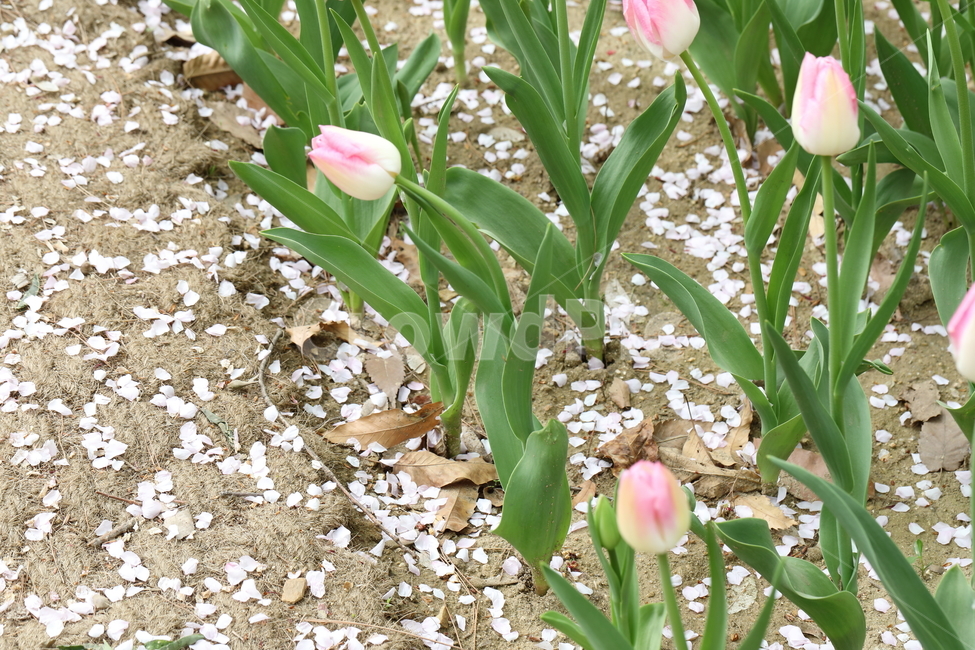 꽃,튤립,봄,공원,자연,계절,색깔,꽃밭,flowers,tulips,spring,park,field,season,colors,colorful,nature
