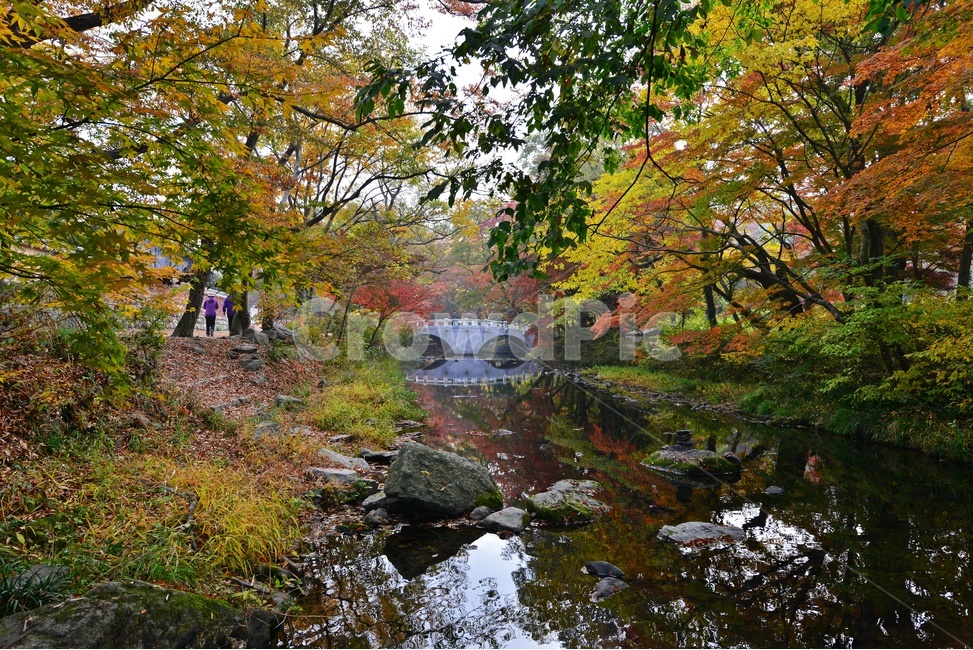 person,사람,human,인간,water,물,nature,자연,outdoors,옥외,tree,나무,plant,식물,leaf,잎,treetrunk,나무줄기,maple,단풍,고창,선운사,선운사가을,도솔천,도솔천가을,추색,만추,가을,계절,단풍잎,낙옆,반영