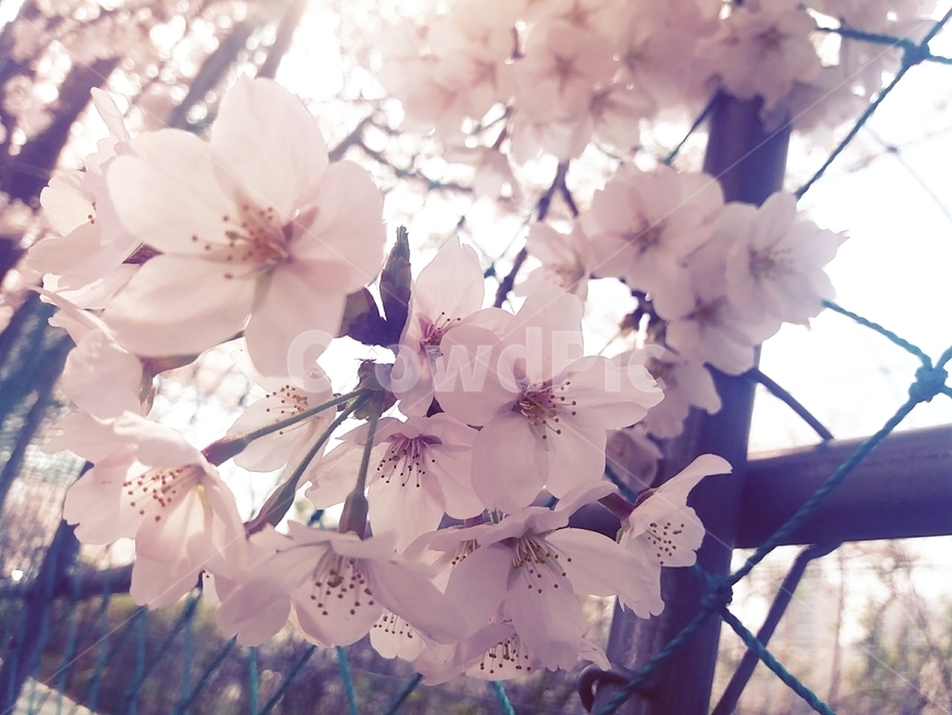 꽃,식물,벚꽃,flower,cherryblossom