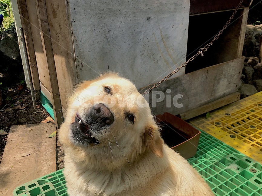 시골,개,스마일,강아지,웃음,해맑음,동물,animal,포유류,mammal,개,강아지,dog,doggy