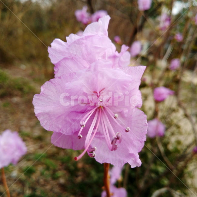 진달래,진달래꽃,봄,봄꽃,계절,spring,springseason,식물,자연,plants,nature,flower,plant,꽃,연분홍,3월,만산홍,blossom,koreanrosebay,outdoors,옥외