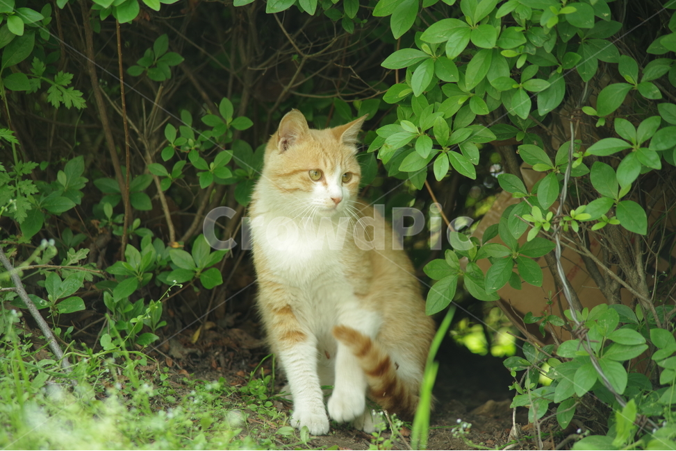photo,Korean Shorthair,stray cat,cat,stripe,nose short,animal,Street,background photo,tabby,photography,snap