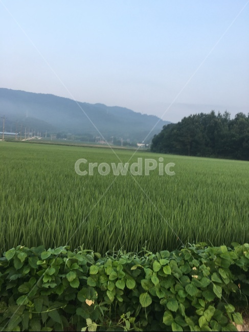 시골,분위기,산,식물,초목,자연,풍경,nature,landscape,grassland,목초지,outdoors,옥외,field,들,vegetation,plant,paddy field,패디 필드