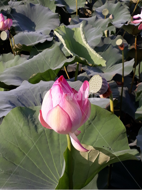 연꽃,연,제주도연화지,불교,연잎,늪,습지식물,식물,자연,plants,nature,꽃,flower