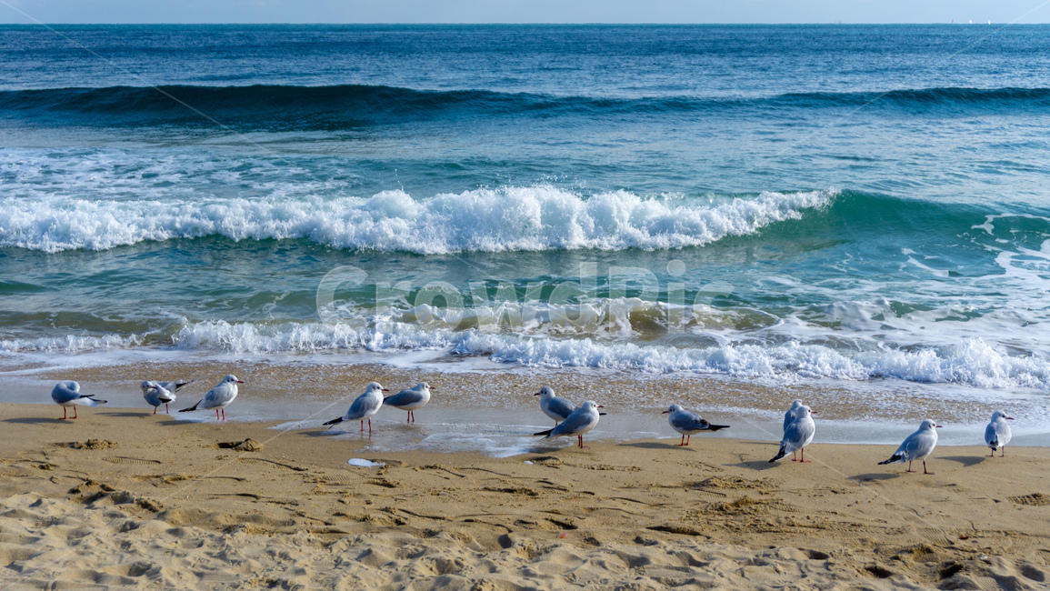 갈매기,바다,모래사장,파랑,발자국,해변,바다,beach,sea,동물,animal,조류,새,birds